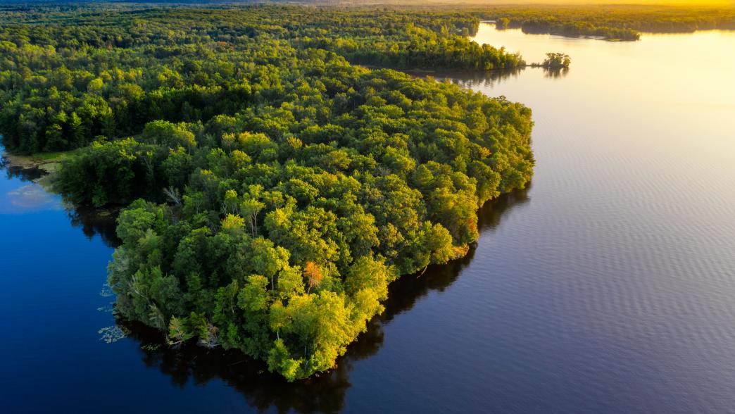 Amazon rainforest