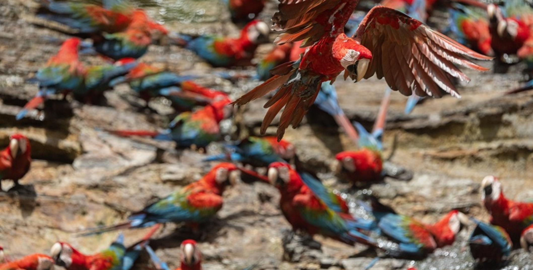 El guacamayo rojo y verde (Ara chloropterus) es importante para la Amazonía como dispersor de semillas y polinizador, contribuyendo a la biodiversidad y salud del ecosistema. Gustavo Carrasco/NRGI
