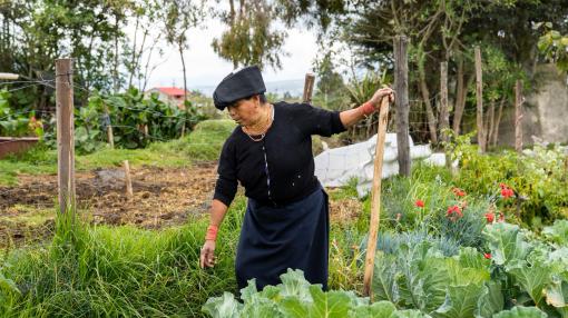 Magdalena Laine en una de sus chakras, sistema agrícola ancestral de los pueblos indígenas de Ecuador, en la comunidad Cumbas-Cotacachi, en 2023.  Ana Maria Buitron